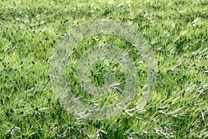 A full-screen view of a green barley field