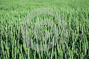 A full-screen view of a green wheat field