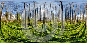 Full seamless spherical 360 hdri panorama view in beautiful spring forest or park with bright sun shining through the trees in