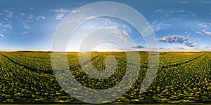 full seamless spherical hdri 360 panorama view over blooming sunflowers fields in sunny summer evening in equirectangular