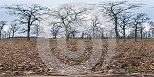 Full seamless spherical hdri panorama 360 degrees angle view among oak grove with clumsy branches in forest in equirectangular