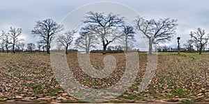 Full seamless spherical hdri panorama 360 degrees angle view among oak grove with clumsy branches in forest in equirectangular
