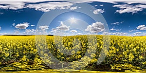 Full seamless spherical hdri panorama 360 degrees angle view on among rapeseed canola colza fields in spring day with blue sky in