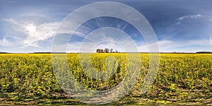 Full seamless spherical hdri panorama 360 degrees angle view on among rapseed canola colza fields in spring day with blue sky in