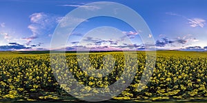 Full seamless spherical hdri panorama 360 degrees angle view on among rapseed canola colza fields in spring day with evening sky