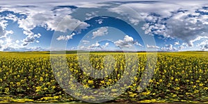 Full seamless spherical hdri panorama 360 degrees angle view on among rapseed canola colza fields in spring day in sky in