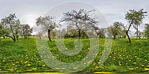 Full seamless spherical panorama 360 degrees angle view in blooming apple garden orchard with dandelions  in equirectangular