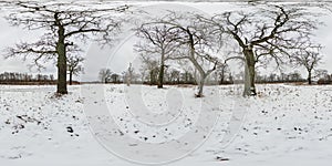 full seamless spherical winter hdri 360 panorama view among oak grove with clumsy branches in forest with snow in equirectangular