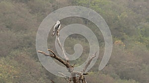 Full shot of black winged shouldered kite or elanus caeruleus bird or small raptor and hunter perched high on tree trunk during