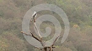 Full shot of black winged shouldered kite or elanus caeruleus bird or small raptor and hunter perched high on tree trunk during