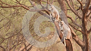 Full shot of caring protective and alert mother Gray or Hanuman langurs or indian langur or monkey family with baby perched on