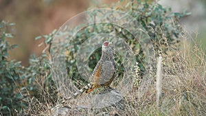 Full shot of cheer pheasant or Catreus wallichii or Wallich`s pheasant during winter migration on big rock in natural green