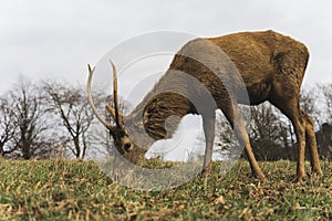 full shot of a deer eating the grass in Wollaton Hall