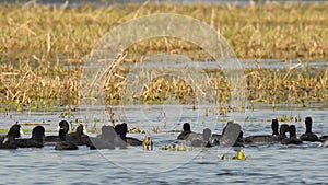 Full shot of Eurasian or common coot or Australian coot or Fulica atra flock of birds floating or dabbling in water at keoladeo