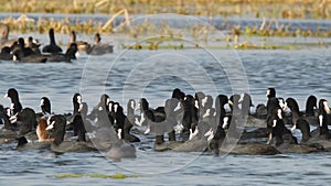 Full shot of Eurasian or common coot or Australian coot or Fulica atra flock or group floating or diving and dabbling in water at