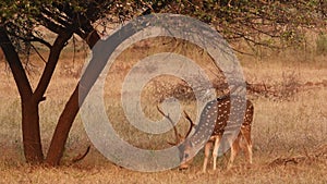 Full shot of father male spotted deer and fawn or chital or axis deer or axis axis grazing grass in winter safari at panna