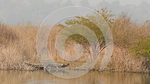 Full shot of Gharial or Gavialis gangeticus in natural scenic background basking in winter season near ramganga river at dhikala