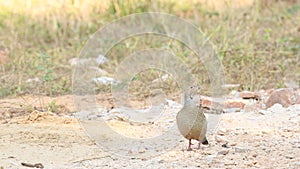 Full shot of grey francolin or grey partridge or Francolinus pondicerianus on a jungle track at Ranthambore national park or