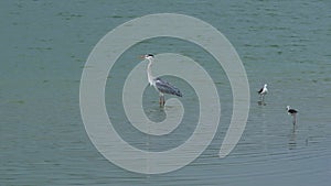 Full shot of grey heron or Ardea cinerea attacked by Black winged stilt bird pair for territory fight with full wingspan at