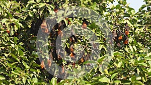 Full shot of indian flying fox or greater indian fruit bat family or group hanging on tree with wingspan at keoladeo national park