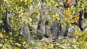 full shot of indian flying fox or greater indian fruit bat or Pteropus giganteus family or group hanging on tree with wingspan at