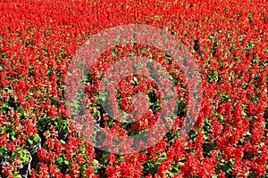 Full shot of red salvia flower in Chian Rai