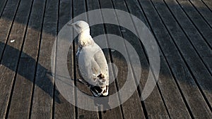 Full shot of a seagull walking on wooden boards pier Barcelona, Spain