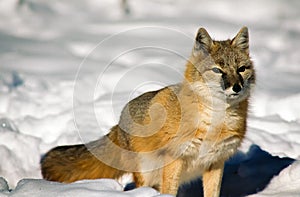 Full shot of Swift Fox in snow looking for prey.