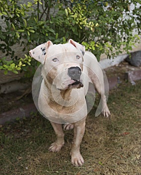 Full shot of a white pitbull from above