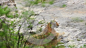 full shot of wild adult female bengal tiger or tigress or panthera tigris side profile resting in water with reflection summer