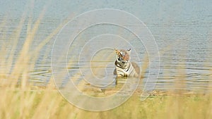 Full shot of wild bengal female tiger or tigress cool down body in rajbagh lake water during wildlife jungle safari at ranthambore