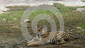 full shot of wild female bengal tiger or panthera tigris tigress arrowhead or T84 resting in natural environment and wind in