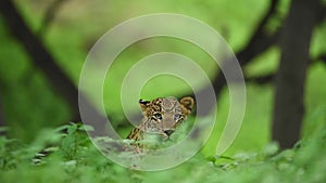 Full shot of wild indian large adult male leopard or panther face only with eye contact in monsoon season natural green background