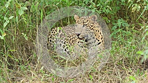 Full shot of wild indian large adult male leopard or panther face only with eye contact in monsoon season natural green background
