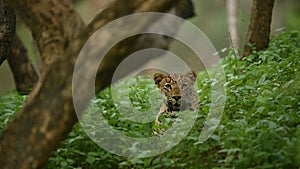 full shot of wild indian male leopard or panther or panthera pardus with eye contact in natural green grass showing only his face
