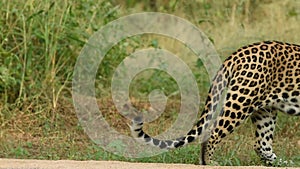 full shot of wild large huge male leopard or panther or panthera pardus on action walk and then crossing the frame at outdoor