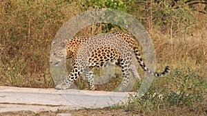 Full shot of wild large male leopard or panther walk and then crossing the frame at outdoor wildlife jungle safari at forest of