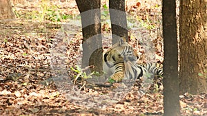 full shot of wild male bengal tiger or panthera tigris in natural environment and elephant crossing in background in safari at