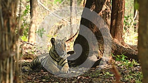 Full shot of wild male bengal tiger or panthera tigris tigris in natural environment in safari at bandhavgarh national park forest