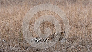 Full shot of Wild male leopard or panther with an eye contact at forest of central india - panthera pardus fusca