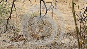 Full shot of Wild male leopard or panther at forest of central india - panthera pardus fusca