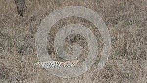 Full shot of wild male leopard or panther full body camouflage with dry grass in outdoor wildlife jungle safari at forest of