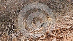 full shot of wild male leopard or panther or panthera pardus fusca on hill rocks in dry summer season outdoor wildlife jungle