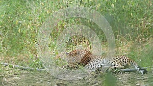 Full shot of wild male leopard or panther resting in natural monsoon green jhalana forest or leopard reserve jaipur rajasthan