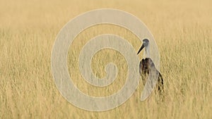 Full shot of woolly necked stork or whitenecked stork in action in natural tall elephant grass at grassland of tal chhapar