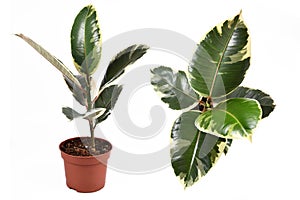 Full side and top view of tropical `Ficus Elastica Variegata` rubber tree house plant isolated on white background