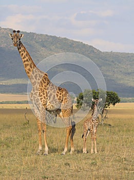 Full side view of mother and baby giraffe standing alert together in the wild savannah of the masai mara, Kenya