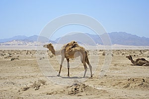 Full size camel profile walking on dry sand in desert