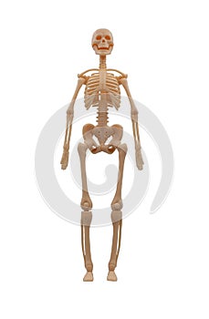 Full size model of human skeleton on white background