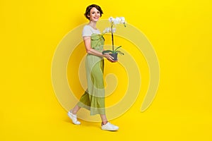 Full size photo of adorable young woman walking carry orchid houseplant care wear trendy khaki outfit isolated on yellow